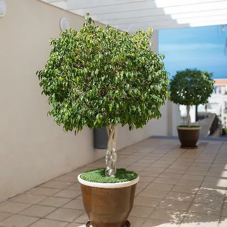 Olivos